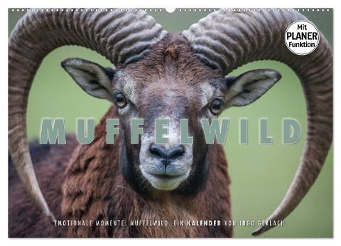 Emotionale Momente: Muffelwild. (Wandkalender 2025 DIN A2 quer), CALVENDO Monatskalender - Ingo Gerlach