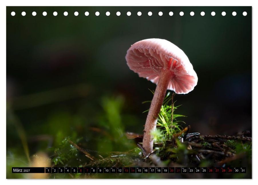 InsideView 8