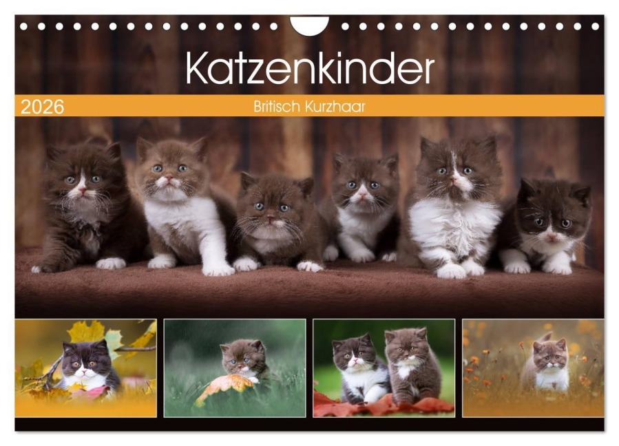 Katzenkinder - Britisch Kurzhaar (Wandkalender 2026 DIN A4 quer), CALVENDO Monatskalender - Wabi Sabi Fotografie by Janina Bürger