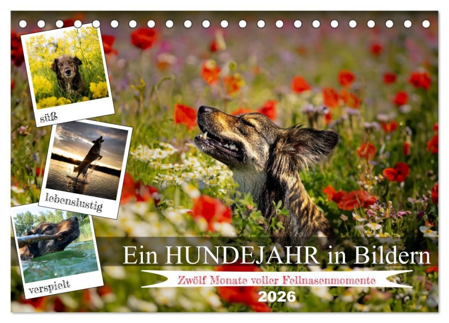 Ein Hundejahr in Bildern (Tischkalender 2026 DIN A5 quer), CALVENDO Monatskalender - Daniel Pelz