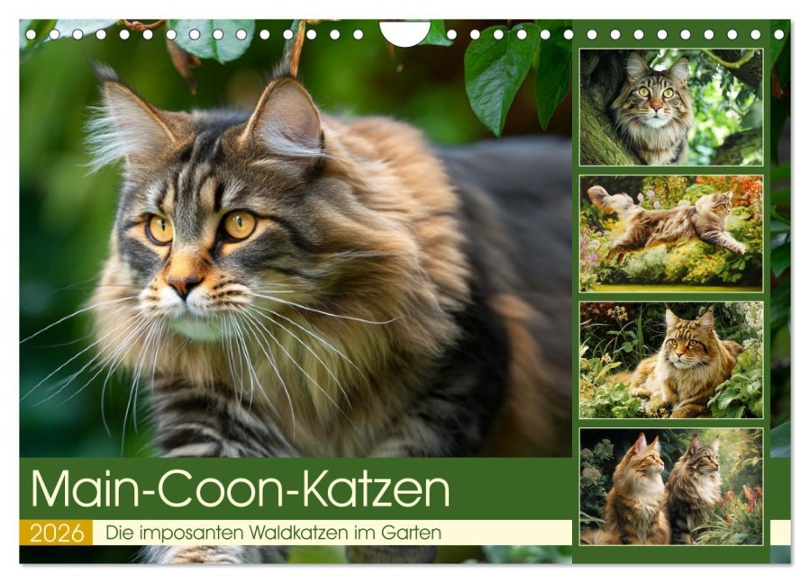 Main-Coon-Katzen. Die imposanten Waldkatzen im Garten (Wandkalender 2026 DIN A4 quer), CALVENDO Monatskalender - Rose Hurley