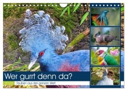 Cover-Bild zum Titel 'Wer gurrt denn da? (Wandkalender 2026 DIN A4 quer), CALVENDO Monatskalender' von 'Claudia Kleemann'