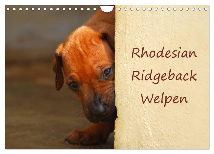Rhodesian Ridgeback Welpen (Wandkalender 2026 DIN A4 quer), CALVENDO Monatskalender - Anke van Wyk