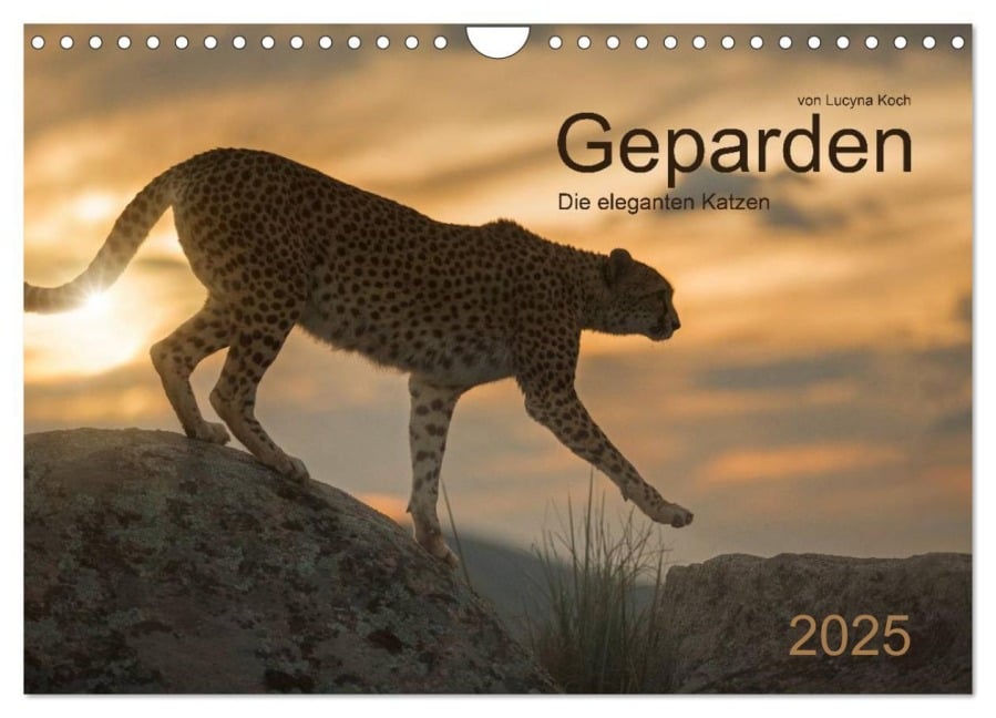 Geparden. Die eleganten Katzen. (Wandkalender 2025 DIN A4 quer), CALVENDO Monatskalender - Lucyna Koch