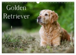 Golden Retriever (Wandkalender 2026 DIN A3 quer), CALVENDO Monatskalender - Nicole Noack
