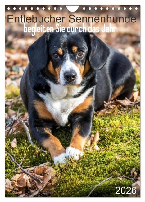 Entlebucher Sennenhunde begleiten Sie durch das Jahr (Wandkalender 2026 DIN A4 hoch), CALVENDO Monatskalender - SchnelleWelten SchnelleWelten
