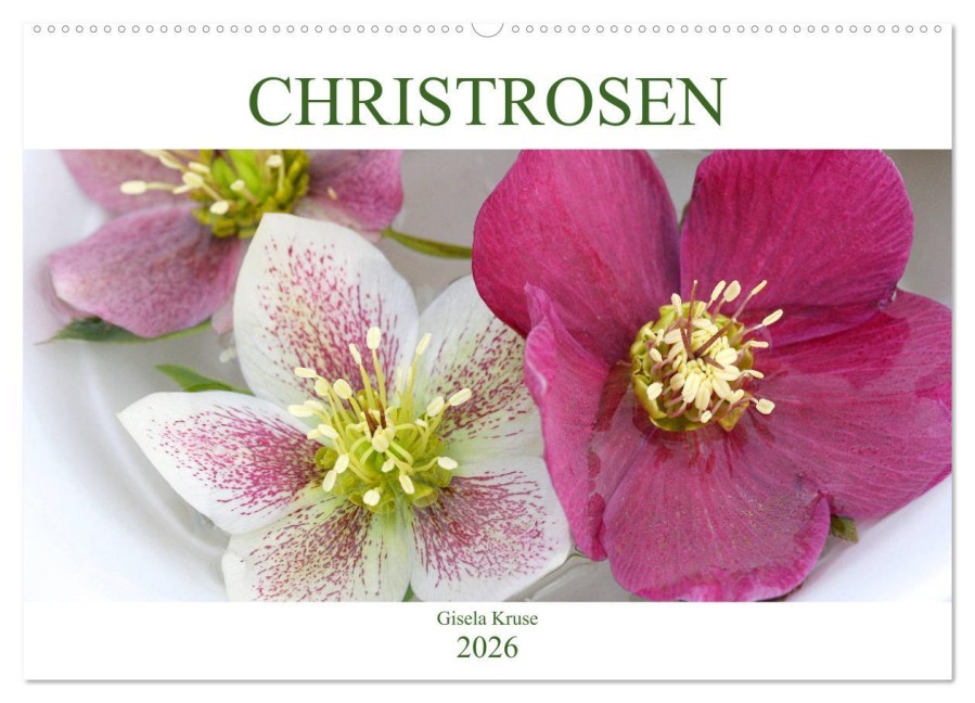 Christrosen (Wandkalender 2026 DIN A2 quer), CALVENDO Monatskalender - Gisela Kruse