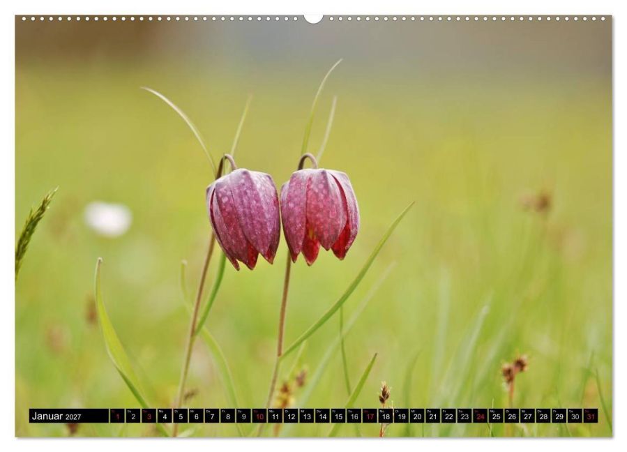 InsideView 5