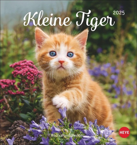 Katzen Postkartenkalender Kleine Tiger 2025 - 