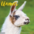 Llamas 2025 12 X 12 Wall Calendar - Willow Creek Press