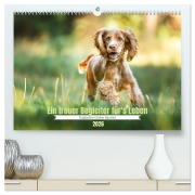 Cover-Bild zum Titel 'Englischer Cocker Spaniel (hochwertiger Premium Wandkalender 2026 DIN A2 quer), Kunstdruck in Hochglanz' von 'Sabrina Wobith Photography'