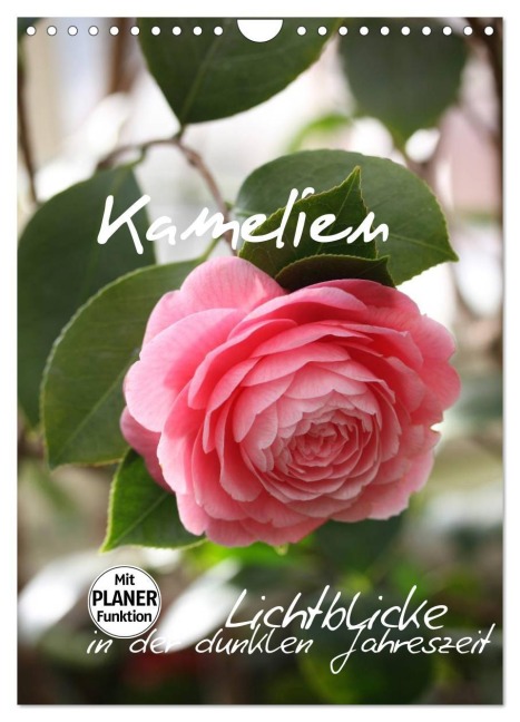 Kamelien Lichtblicke in der dunklen Jahreszeit (Wandkalender 2026 DIN A4 hoch), CALVENDO Monatskalender - Gisela Kruse