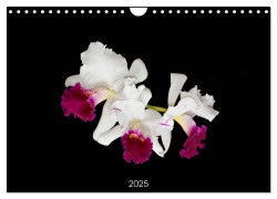 Leuchtende Cattleyen (Wandkalender 2025 DIN A4 quer), CALVENDO Monatskalender - Clemens Stenner
