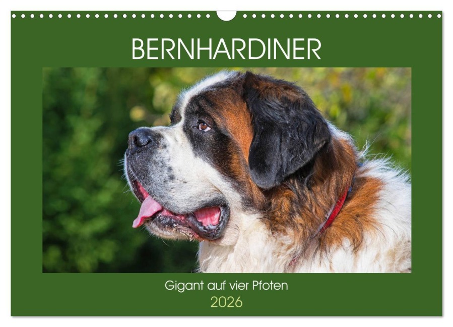 Bernhardiner - Gigant auf vier Pfoten (Wandkalender 2026 DIN A3 quer), CALVENDO Monatskalender - Sigrid Starick