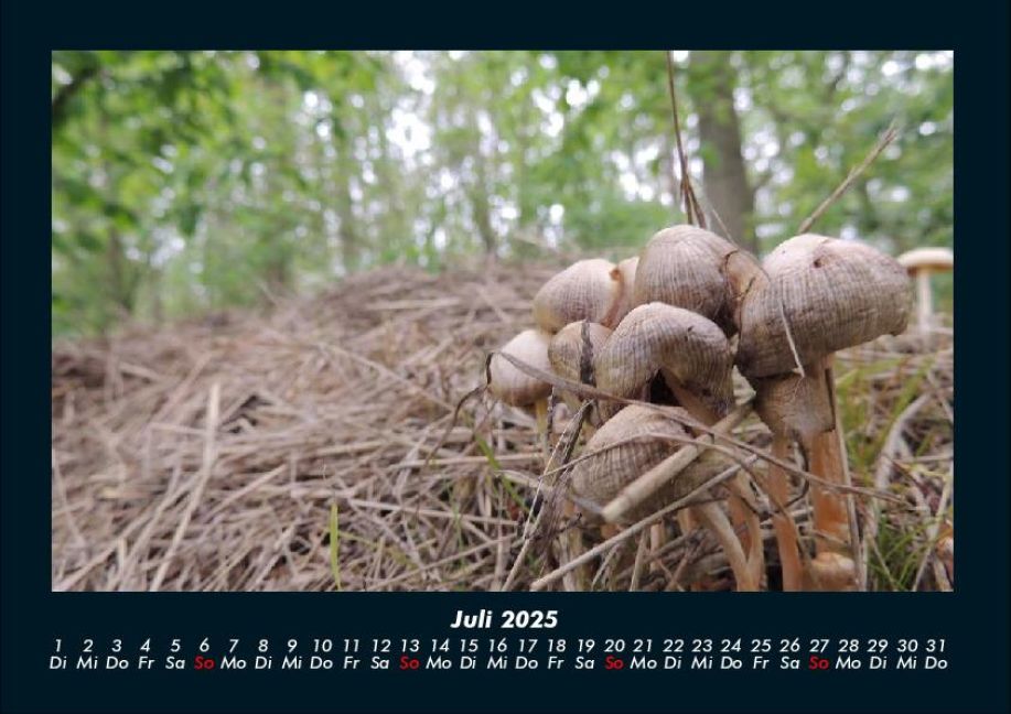 InsideView 11