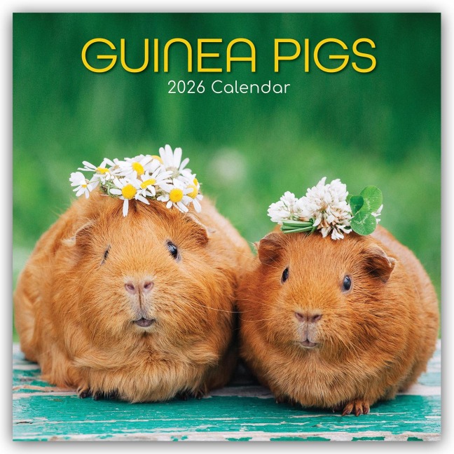 Guinea Pigs - Meerschweinchen 2026 - 16-Monatskalender - Gifted Stationery Co. Ltd