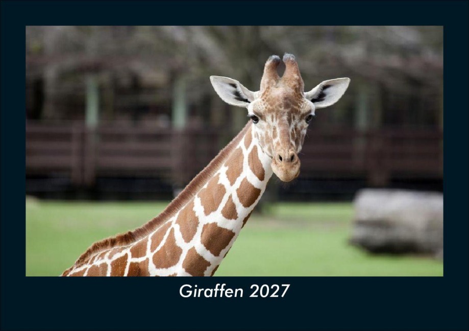Giraffen 2027 Fotokalender DIN A5 - Tobias Schmitt, Kevin Heber