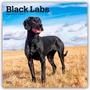 Black Labrador Retriever - Schwarze Labrador Retriever 2026 - 16-Monatskalender - Browntrout Publishers