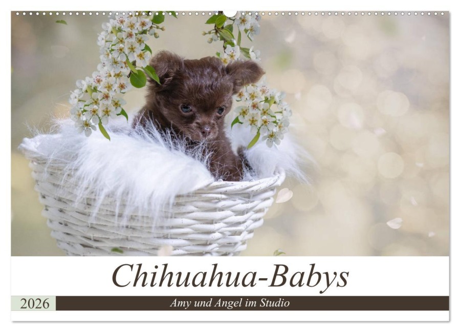 Chihuahua-Babys - Amy und Angel im Studio (Wandkalender 2026 DIN A2 quer), CALVENDO Monatskalender - Sonja Teßen