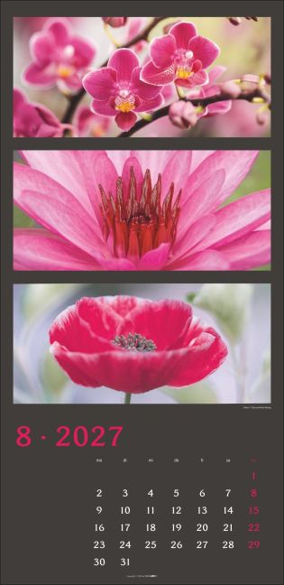 InsideView 8