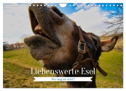 Cover-Bild zum Titel 'Liebenswerte Esel (Wandkalender 2026 DIN A4 quer), CALVENDO Monatskalender' von 'Tanja Voigt'
