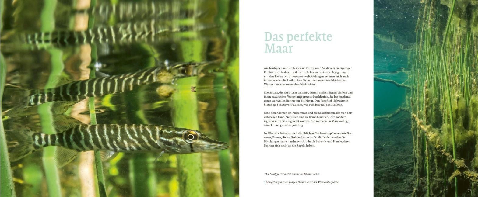 InsideView 6