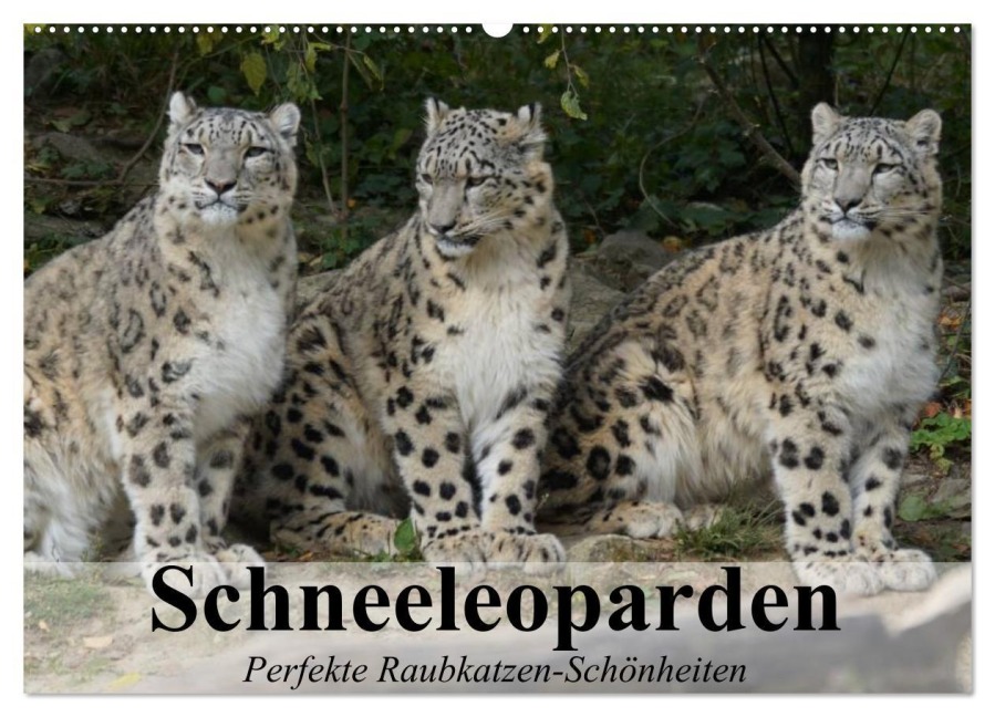 Schneeleoparden. Perfekte Raubkatzen-Schönheiten (Wandkalender 2026 DIN A2 quer), CALVENDO Monatskalender - Elisabeth Stanzer