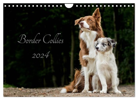 Border Collies 2024 (Wandkalender 2024 DIN A4 quer), CALVENDO Monatskalender - Christine Hemlep