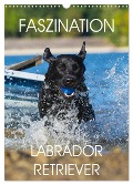Faszination Labrador Retriever (Wandkalender 2025 DIN A3 hoch), CALVENDO Monatskalender - Sigrid Starick