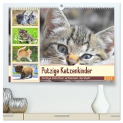 Putzige Katzenkinder. Drollige Kätzchen entdecken die Welt! (hochwertiger Premium Wandkalender 2025 DIN A2 quer), Kunstdruck in Hochglanz - Rose Hurley