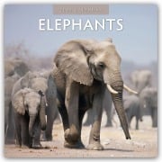 Elephants - Elefanten 2026 - 16-Monatskalender - Robin Red