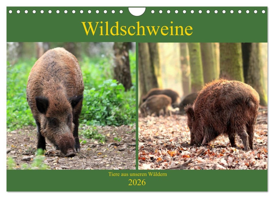 Wildschweine - Tiere aus unseren Wäldern (Wandkalender 2026 DIN A4 quer), CALVENDO Monatskalender - Arno Klatt