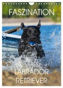 Cover-Bild zum Titel 'Faszination Labrador Retriever (Wandkalender 2026 DIN A4 hoch), CALVENDO Monatskalender' von 'Sigrid Starick'