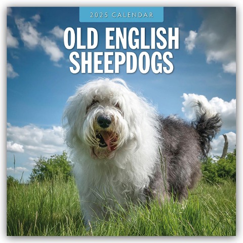 Old English Sheepdogs - Bobtail 2025 - 16-Monatskalender - 