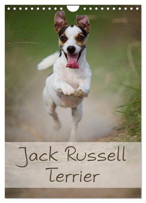 Jack Russell Terrier (Wandkalender 2025 DIN A4 hoch), CALVENDO Monatskalender - Nicole Noack