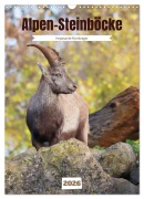 Cover-Bild zum Titel 'Alpen-Steinböcke, imposante Hornträger (Wandkalender 2026 DIN A3 hoch), CALVENDO Monatskalender' von 'Sabine Löwer'