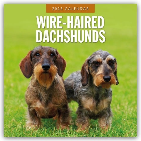 Wire-Haired Dachshunds - Rauhaardackel 2025 - 16-Monatskalender - 