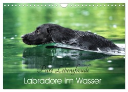 Labradore im Wasser (Wandkalender 2026 DIN A4 quer), CALVENDO Monatskalender - Cornelia Strunz