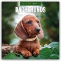 Dachshunds - Dackel - Dachshunde 2025 - 16-Monatskalender - 