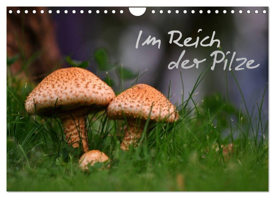 Im Reich der Pilze (Wandkalender 2026 DIN A4 quer), CALVENDO Monatskalender - 