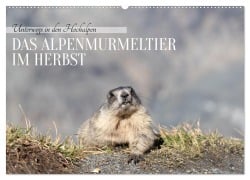 Cover-Bild zum Titel 'Unterwegs in den Hochalpen - Das Alpenmurmeltier im Herbst (Wandkalender 2026 DIN A2 quer), CALVENDO Monatskalender' von 'Angela Merk'