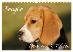 Beagle - Herz auf 4 Pfoten (Wandkalender 2025 DIN A3 quer), CALVENDO Monatskalender - Sigrid Starick