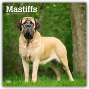 Mastiffs - Mastiff 2026 - 16-Monatskalender - Browntrout Publishers
