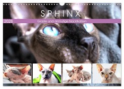 Sphinx. Grazile und anmutige Nacktkatzen (Wandkalender 2026 DIN A3 quer), CALVENDO Monatskalender - Rose Hurley