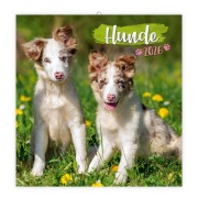 Cover-Bild zum Titel 'Trötsch Broschürenkalender Hunde 2026' von ''