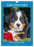 Familienplaner Berner Sennenhund Welpen (Wandkalender 2025 DIN A4 hoch), CALVENDO Monatskalender - Sigrid Starick