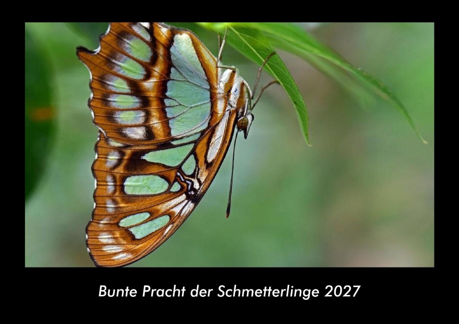 Bunte Pracht der Schmetterlinge 2027 Fotokalender DIN A3 - Tobias Becker