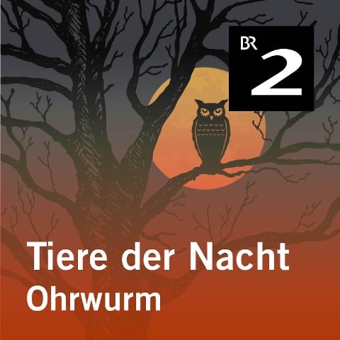 Tiere der Nacht: Ohrwurm - Silke Wolfrum