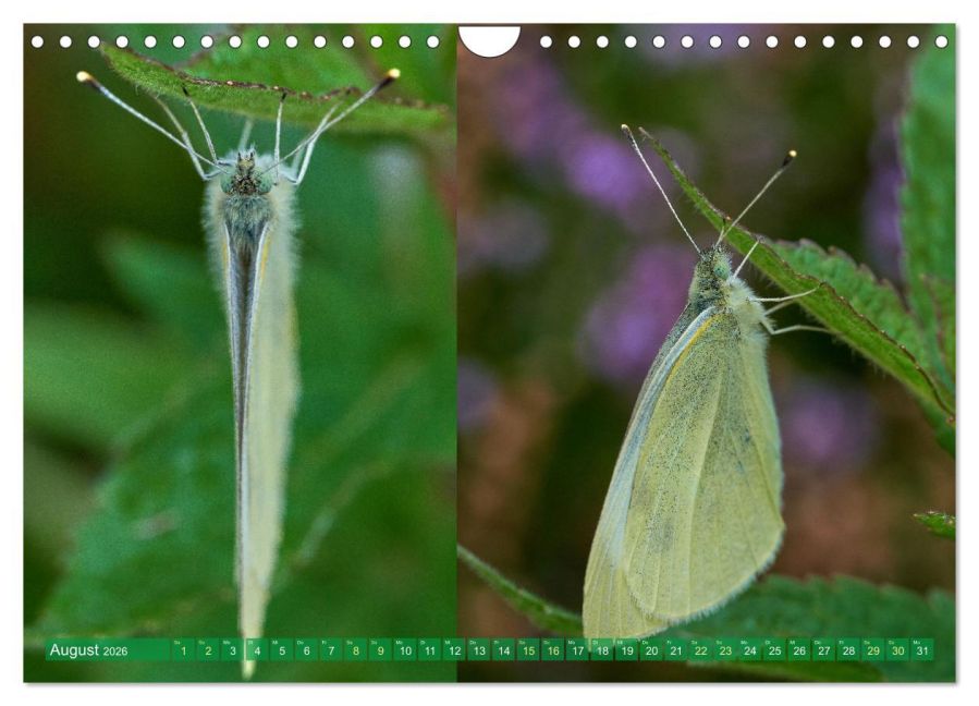 InsideView 13