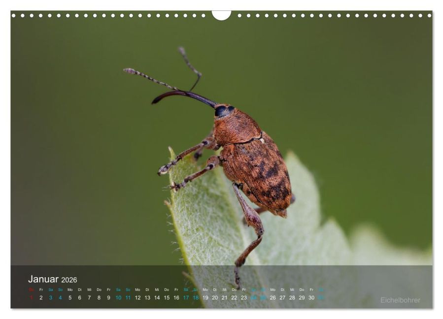 InsideView 6